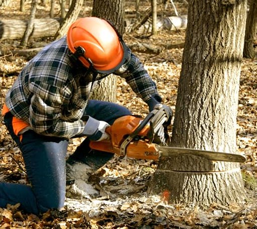 Tree Removal in Anacortes, WA